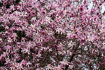 Flowering Star magnolia tree ( Magnolia stellata) in botanical  garden, Var, Provence, France, March.