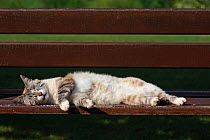 Domestic cat  (Felis catus) sleeping on a park bench, in botanic garden, Var, Provence, France, June.