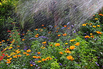 Watering a flowerbed of Marigold (Tagetes sp) in botanic garden, Var, Provence, France, July.