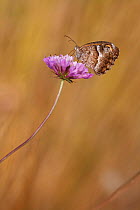 Southern gatekeeper butterfly (Pyronia cecilia) nectaring from Scabious flower (Scabiosa), Var, Provence, France, August