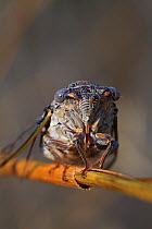 Cicada (Lyristes plebejus) resting on a dry grass in a garden, Var, Provence, France, July.