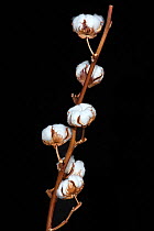 Cotton plant (Gossypium sp) against black background, Var, Provence, France, August.