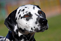 Dalmatian dog, (Canis familaris) head portrait, Var, Provence, France, February