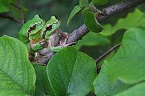 Mediterranean tree frogs (Hyla meridionalis) mating on a branch of Quince tree (Cydonia oblonga) Var, Provence, France, April.