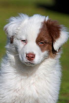 Australian shepherd (Canis familaris) puppy head portrait, Var, Provence, France, February