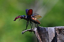Stag beetle (Lucanus cervus) male  taking off, Lozere, Cevennes, Languedoc Roussillon, France, July.