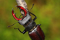 Stag beetle (Lucanus cervus) male resting on a branch, Close up, Lozere, Cevennes, Languedoc Roussillon, France, July.