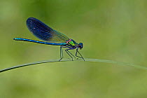 Beautiful demoiselle damselfly male  (Calopteryx virgo) perching on look out grass, Lozere, Cevennes, Languedoc-Roussillon, France, May.