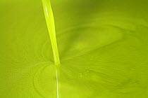 Trickle of Olive oil (Olea europea) pouring out of mill, Var, Provence, France, December.
