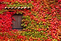 Virginia creeper (Parthenocissus quinquefolia) covering a wall of house, Rougon Village, Verdon Natural Regional Park, Alpes de Haute Provence, France, October.