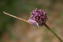 Elephant garlic / Wild leek  (Allium ampeloprasum) flower, Var, Provence, France, May.