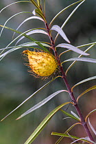 Milkweed (Asclepias / Gomphocarpus fructicosus) in fruit, in botanic garden, Bandol, Var, Provence, France, March.