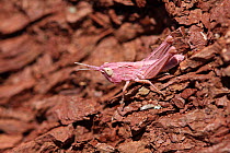 Bow winged grasshopper (Chortippus biguttulus) rose morph juvenile, on the rock, Gorge of Daluis,  Maritime Alps, France, August