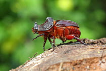 Rhinoceros beetle (Oryctes nasicornis) walking on stump, Var, Provence, France, June.