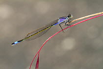 Blue-tailed damselfly (Ischnura elegans) female form violacea on grass, Var, Provence, France, May.