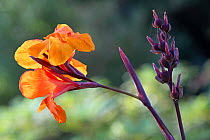Canna flowers (Canna sp) and fruits in a botanical garden, Hyeres les Palmiers, Var, Provence, France, July.
