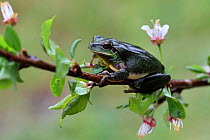 Mediterranean tree frog (Hyla meridionalis) on a branch of flowering Plum tree (Prunus domestica) in the rain, Var, Provence, France, March.