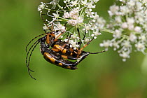 Spotted longhorn beetles (Strangalia maculata) mating on umbellifer flower, Pyrenees, France, August.