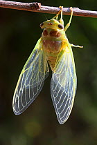 Cicada (Lyristes plebejus) drying after molt, Var, Provence, France, July.