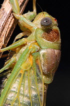 Cicada (Lyristes plebejus) after molt, close up of portrait, Var, Provence, France, July.