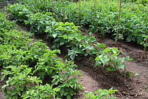 Vegetables growing in rows in an organic garden, Potatoes (Solanum tuberosum), Tomatoes (Solanum lycopersicum), Green beans (Phaseolus vulgaris), Var, Provence, France, June.