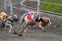 Greyhounds racing on racetrack, Bagneres de Luchon,  Pyrenees, France, July.