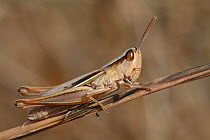 Large gold grasshopper (Chrysochraon dispar) on grass, Var, Provence, France, September.