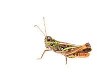 Mottled grasshopper (Myrmeleotettix maculatus) male, The Netherlands, July. Meetyourneighbours.net project
