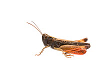 Woodland grasshopper (Omocestus rufipes) male, The Netherlands, July. Meetyourneighbours.net project