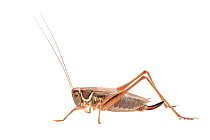 Roesels bush cricket (Metrioptera roeselii) female, France, July. Meetyourneighbours.net project