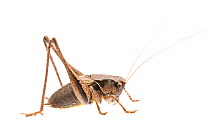 Dark bush-cricket (Pholidoptera griseoaptera) male, France, July. Meetyourneighbours.net project
