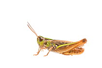 Lesser mottled grasshopper, (Stenobothrus stigmaticus) male, The Netherlands, August. Meetyourneighbours.net project