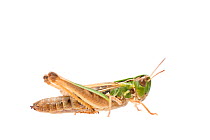 Lesser mottled grasshopper, (Stenobothrus stigmaticus) female, The Netherlands, August. Meetyourneighbours.net project