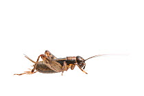 Wood-cricket (Nemobius sylvestris) male, The Netherlands, August. Meetyourneighbours.net project