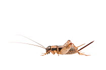 Wood-cricket (Nemobius sylvestris) female, The Netherlands, August. Meetyourneighbours.net project
