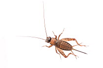 Wood-cricket (Nemobius sylvestris) female, The Netherlands, August. Meetyourneighbours.net project