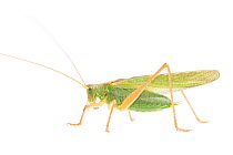 Great green bush-cricket (Tettigonia viridissima) male, The Netherlands, August. Meetyourneighbours.net project