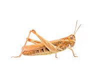 Common field grasshopper (Chorthippus brunneus) female, The Netherlands, August. Meetyourneighbours.net project