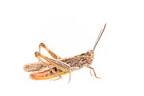 Common field grasshopper (Chorthippus brunneus) male, The Netherlands, August. Meetyourneighbours.net project
