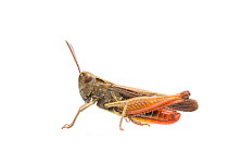 Woodland grasshopper (Omocestus rufipes) male, The Netherlands, September. Meetyourneighbours.net project