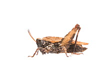 Common groundhopper (Tetrix undulata) female, The Netherlands, September. Meetyourneighbours.net project