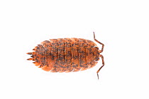 Common rough woodlouse (Porcellio scaber) adult, The Netherlands, September. Meetyourneighbours.net project