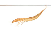 Great diving beetle (Dytiscus marginalis) larva, June, The Netherlands, Meetyourneighbours.net project