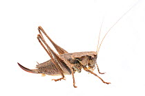 Dark bush-cricket (Pholidoptera griseoaptera) female, The Netherlands, September. Meetyourneighbours.net project