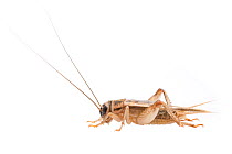 House cricket (Acheta domesticus) male, The Netherlands, September. Meetyourneighbours.net project