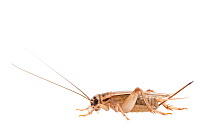House cricket (Acheta domesticus) female, The Netherlands, September. Meetyourneighbours.net project