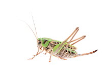 Wart-biter bush-cricket (Decticus verrucivorus) female, The Netherlands, July. Meetyourneighbours.net project