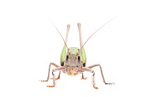 Wart-biter bush-cricket (Decticus verrucivorus) male, The Netherlands, July. Meetyourneighbours.net project