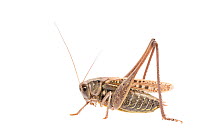 Wart-biter bush-cricket (Decticus verrucivorus) male, The Netherlands, July. Meetyourneighbours.net project