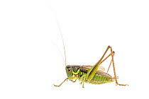 Roesels bush cricket (Metrioptera roeselii) male, The Netherlands, July. Meetyourneighbours.net project